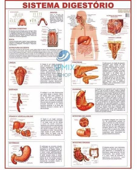 Imagem de Mapa Corpo Humano Sistema Digestorio 120x90 Cm