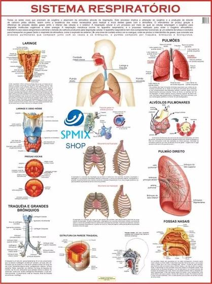 Imagem de Mapa Corpo Humano Sistema Respiratorio 120x90 Cm