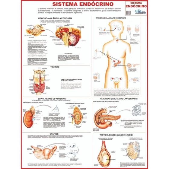 Imagem de Mapa de anatomia humana - sistema endócrino - gigante: largura 89 cm x altura 117 cm