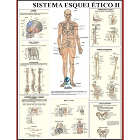 Imagem de Mapa de anatomia humana - sistema esquelético 2