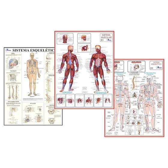 Imagem de Mapa de Anatomia Humana Sistema Muscular Esquelético 1 e 2