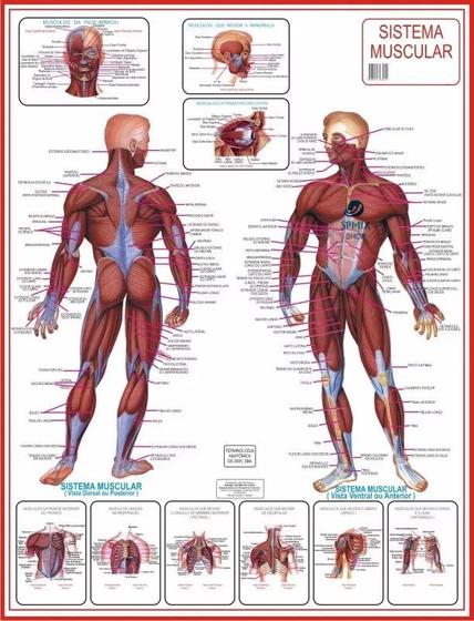 Imagem de Mapa Do Corpo Humano Sistema Muscular Anatomia