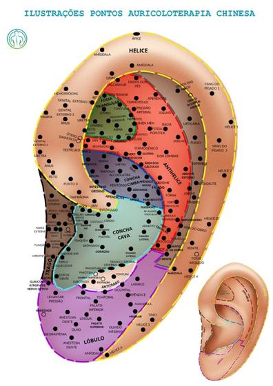 Imagem de Mapa Ilustrações Pontos Auriculoterapia Chinesa Acupontos Auriculares Plastificado