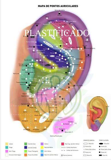 Auricultura Principais Pontos _ Auriculoterapia: Significado de Cada ...