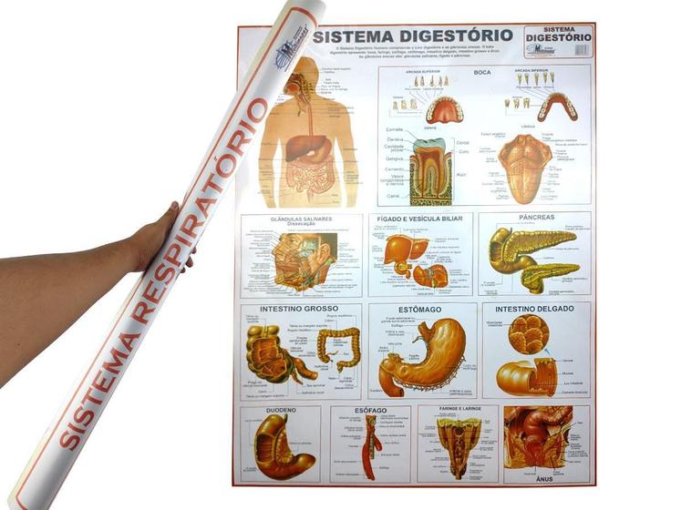Imagem de Mapa Sistema 90x120CM Digestório Banner Anatomia do Corpo Humano Para Estudo Biologia Pôster Medicina
