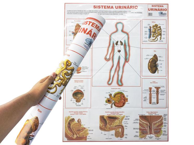 Imagem de Mapa Sistema Urinário 90x120CM  Banner Anatomia do Corpo Humano Para Estudo Biologia Pôster Medicina