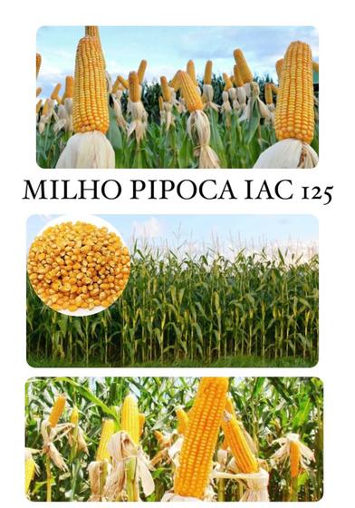 Imagem de Milho Pipoca Hibrido IAC 125 - 1KG de Sementes