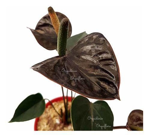 Mini Anturio Negro Muda Jovem Florida Planta Natural No Vaso - Orquiflora -  Plantas Naturais - Magazine Luiza