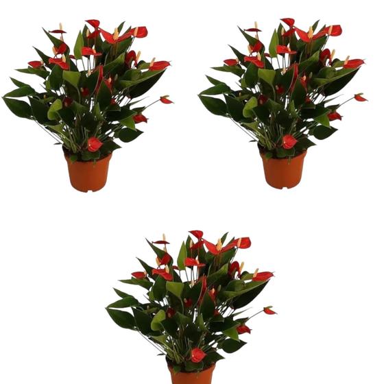 Imagem de Mini Antúrio Vermelho 3 Un Planta Adulta E Natural Exótica