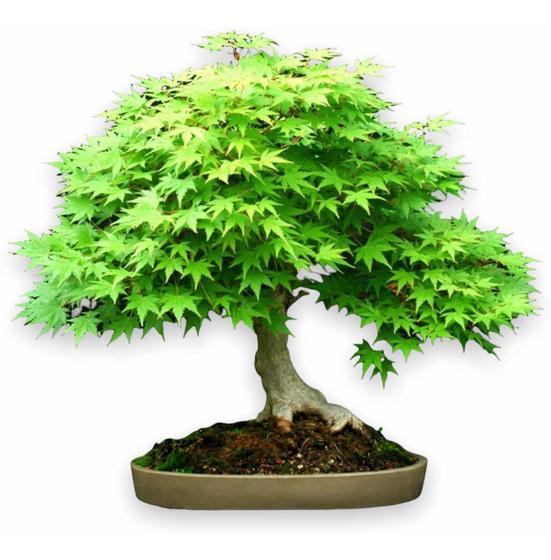 Mini Arvore Bonsai De Acer Kaede 5 Pontas Top - 06 Anos !!! é boa?