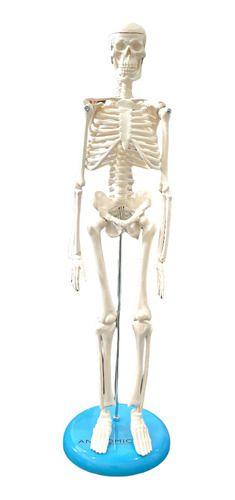 Imagem de Mini Esqueleto Humano 45cm Articulado Base Anatomic Profissi