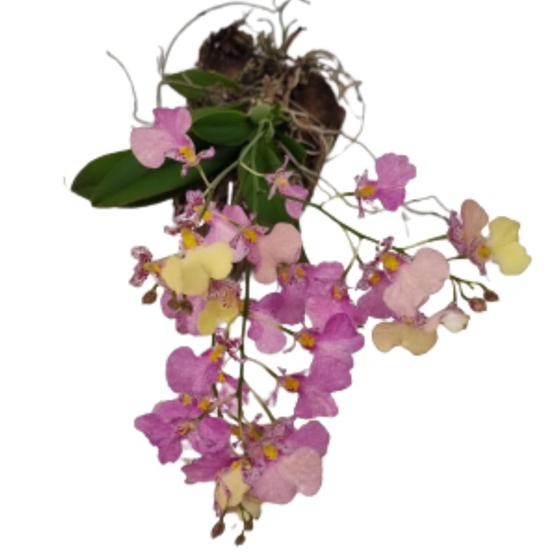 Imagem de Mini Orquídea Rodricidium Pipoca Tronco Planta Adulta Rara Planta Exótica Rara Ambientes Interiores Exteriores Jardins Decoração Natureza