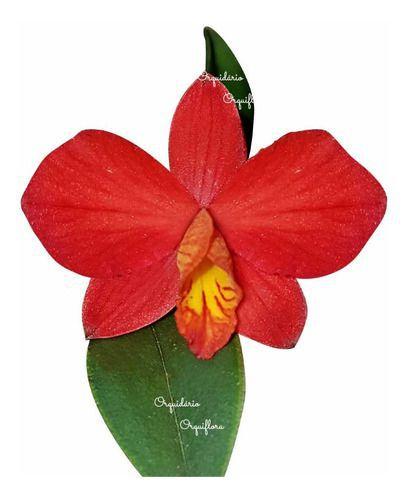 Imagem de Mini Orquídea Sophronitis Mantiqueirae Planta Adulta