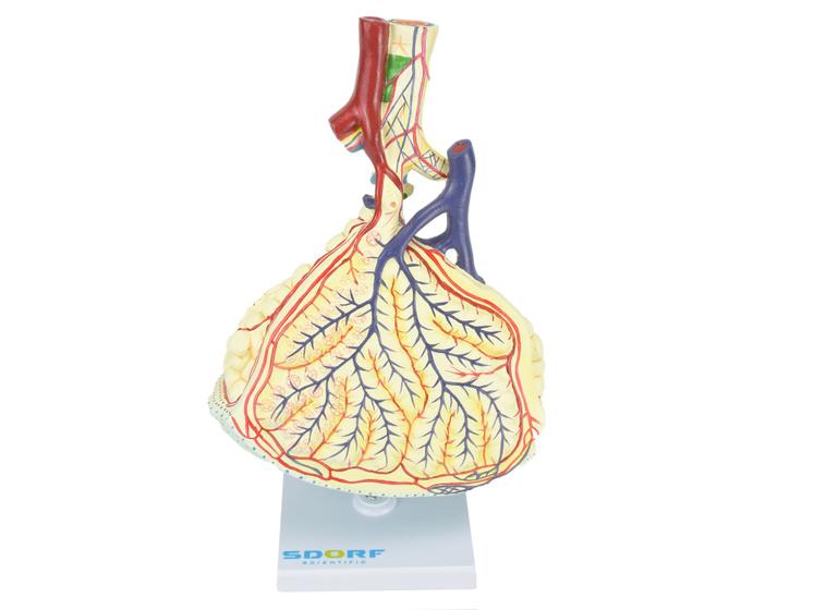 Imagem de Modelo anatômico de alvéolo pulmonar sd5055f