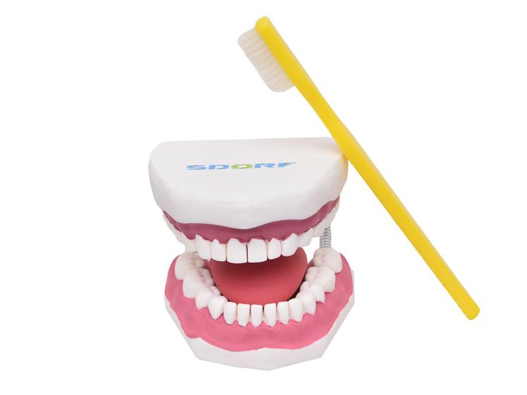 Imagem de Modelo anatômico de arcada dentária c/ língua e escova sd5059