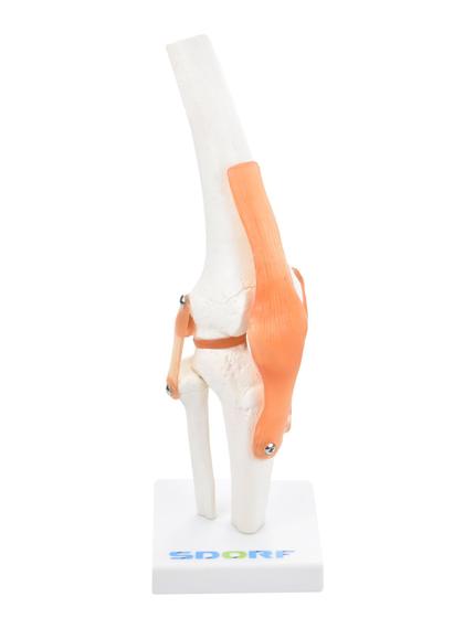 Imagem de Modelo anatômico de articulação de joelho sd5020