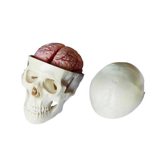 Imagem de Modelo de Crânio Humano com Cérebro (8 peças)