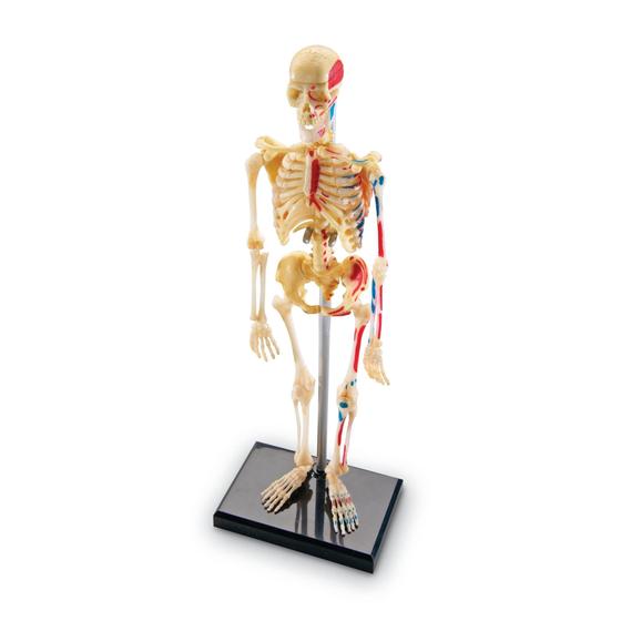 Imagem de Modelo de Esqueleto em Miniatura de 23cm - 41 Peças para Aprendizado