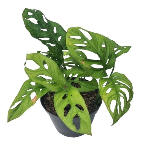 Monstera Adansonii Planta Rara Para Colecionadores + Vaso é boa?