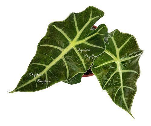 Imagem de Muda Alocasia Polly Planta Natural Com Vaso Folhagem Exótica