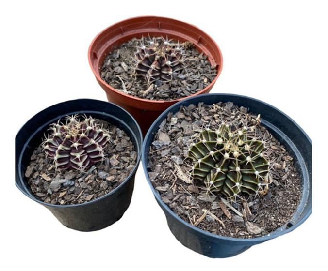 Imagem de Muda Cacto Gymnocalycium Mihanovichii Top Coleção Rara