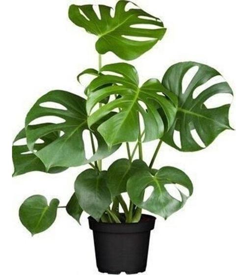 Imagem de Muda Costela De Adão/monstera Deliciosa - Fornecedor Envio Imediato Pronta entrega