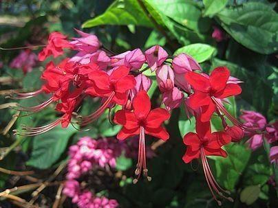 Imagem de Muda da Flor Lágrima de Cristo Vermelha - Clerodendron Thomsoniae