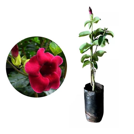 Imagem de Muda de Alamanda Vermelha 20 a 40cm AMK - Plantas Online