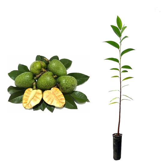 Imagem de Muda de Anona Preta 20 a 40cm AMK - Plantas Online