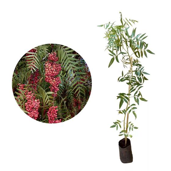 Imagem de Muda de Aroeira Salsa 20 a 40cm AMK - Plantas Online