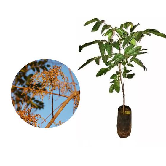 Imagem de Muda de Aroeira Verdadeira 20 a 40cm AMK - Plantas Online