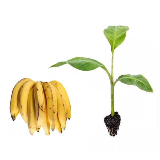 Imagem de Muda de Banana da Terra 20 a 40cm AMK - Plantas Online