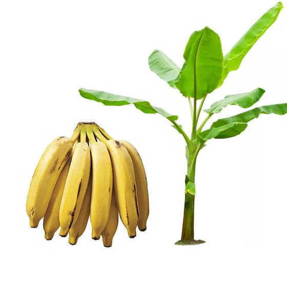 Imagem de Muda de Banana Prata 20 a 40cm AMK - Plantas Online