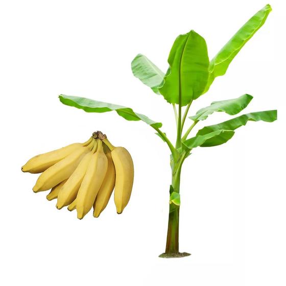 Imagem de Muda de Banana Prata Ana 20 a 40cm AMK - Plantas Online