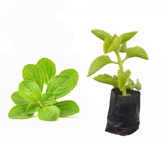 Imagem de Muda de Boldo 20 a 40cm AMK - Plantas Online