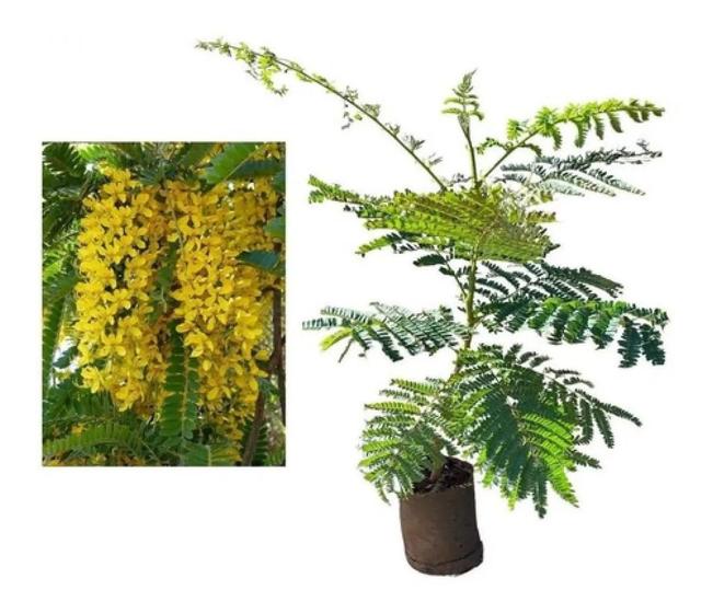 Imagem de Muda De Canafístula - Peltophorum Dubium