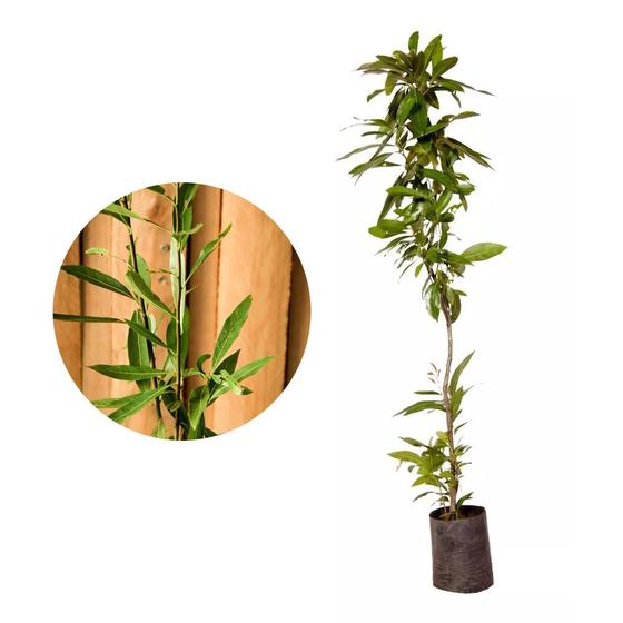 Imagem de Muda de Canelinha 20 a 40cm AMK - Plantas Online