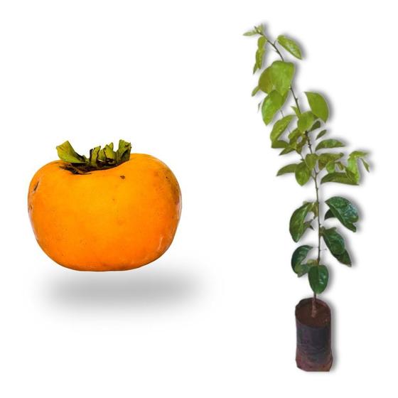 Imagem de Muda de caqui fuyu 