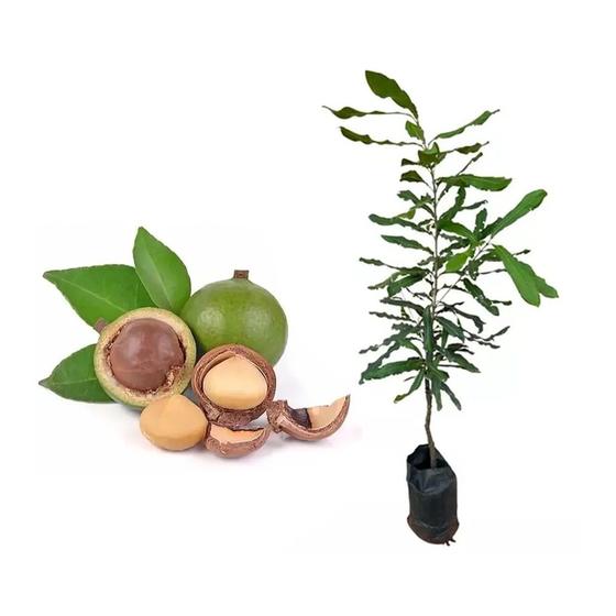 Imagem de Muda de Castanha Noz Macadâmia 20 a 40cm AMK - Plantas Online