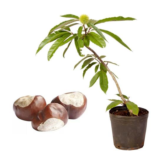 Imagem de Muda de Castanha Portuguesa 20 a 40cm AMK - Plantas Online