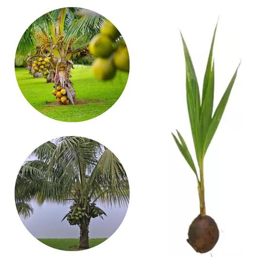 Imagem de Muda de coco Anão
