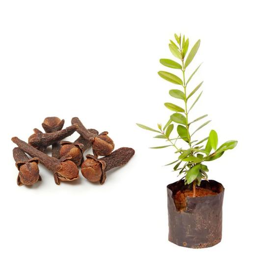 Imagem de Muda de Cravo Da India 20 a 40cm AMK - Plantas Online