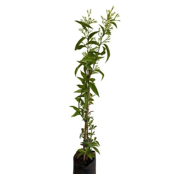 Imagem de Muda de Dama Da Noite 20 a 40cm AMK - Plantas Online