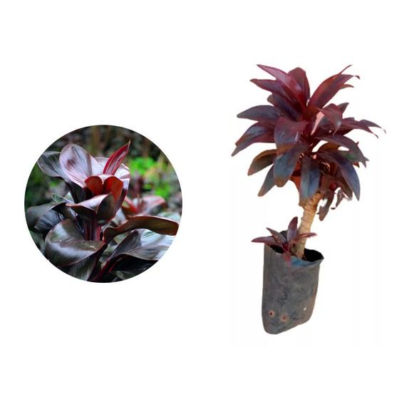 Imagem de Muda de Dracena Baby Chocolate 20 a 40cm AMK - Plantas Online