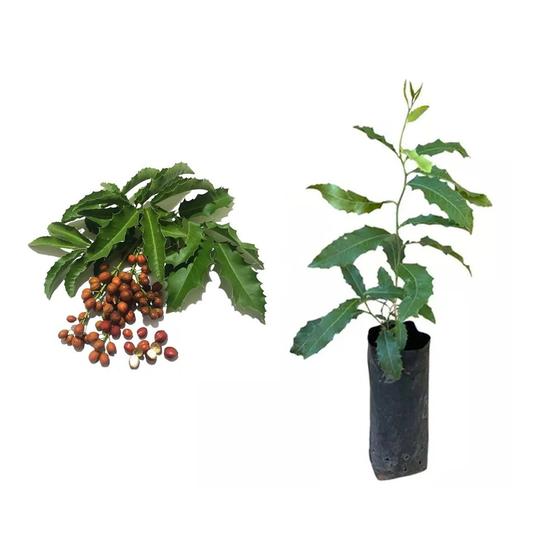 Imagem de Muda de Espinheira Santa 20 a 40cm AMK - Plantas Online