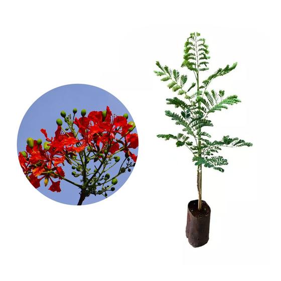 Imagem de Muda de Flamboyant Vermelho 20 a 40cm AMK - Plantas Online