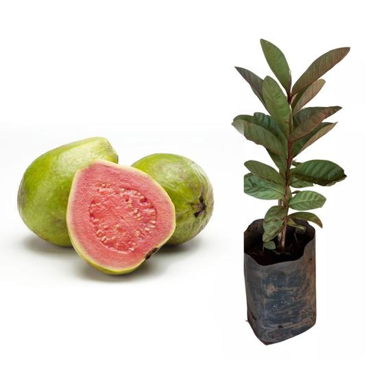 Imagem de Muda de Goiaba Tailandesa 20 a 40cm AMK - Plantas Online