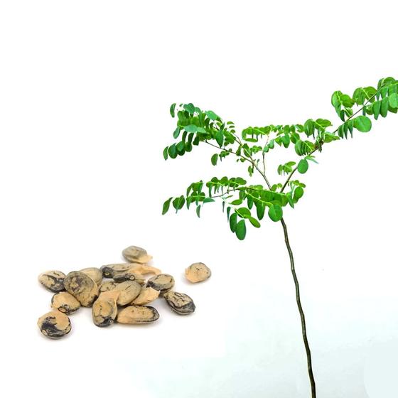 Imagem de Muda de Imburana 20 a 40cm AMK - Plantas Online