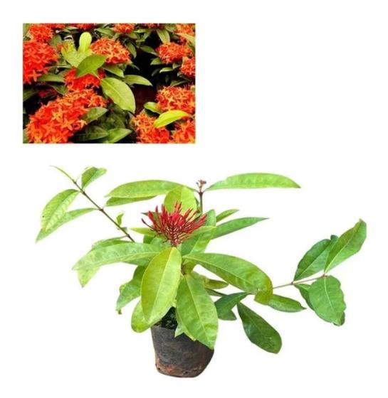 Imagem de Muda De Ixora Africana Rei