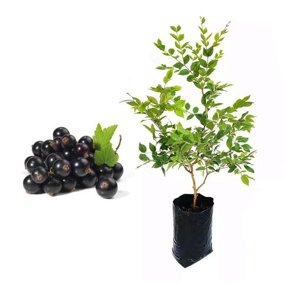 Imagem de Muda de Jabuticaba Hibrida 20 a 40cm AMK - Plantas Online